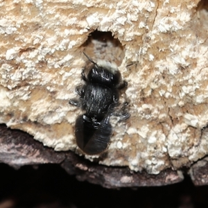 Megachile sp. (several subgenera) at Keiraville, NSW - 27 Dec 2018