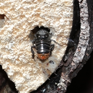 Megachile sp. (several subgenera) at Keiraville, NSW - 27 Dec 2018