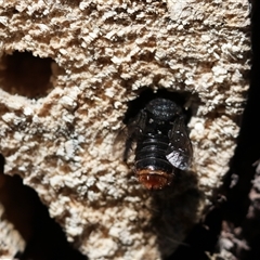 Megachile sp. (several subgenera) at Keiraville, NSW - 27 Dec 2018