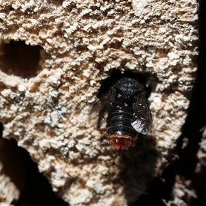 Megachile sp. (several subgenera) at Keiraville, NSW - 27 Dec 2018