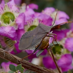 Amorbus sp. (genus) (Eucalyptus Tip bug) at Florey, ACT - 6 Nov 2024 by KorinneM