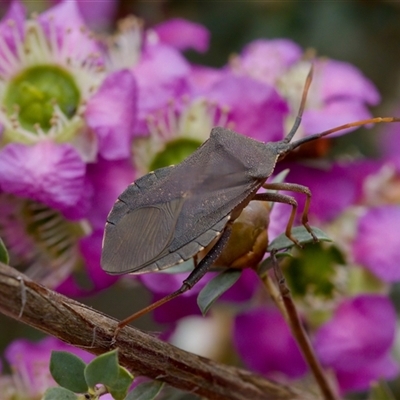 Amorbus (genus) (Eucalyptus Tip bug) at Florey, ACT - 6 Nov 2024 by KorinneM