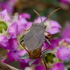 Amorbus sp. (genus) at Florey, ACT - suppressed