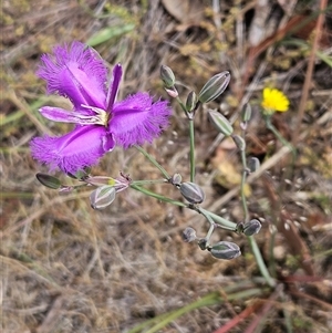 Thysanotus tuberosus subsp. tuberosus at Whitlam, ACT - 5 Nov 2024