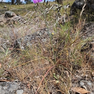 Thysanotus tuberosus subsp. tuberosus at Whitlam, ACT - 5 Nov 2024