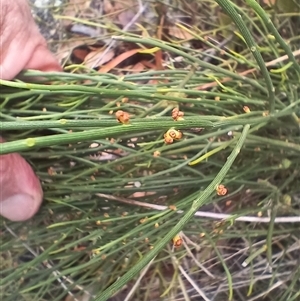 Omphacomeria acerba at Cooma, NSW - 6 Nov 2024