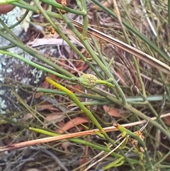 Omphacomeria acerba at Cooma, NSW - 6 Nov 2024