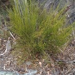 Omphacomeria acerba at Cooma, NSW - 6 Nov 2024