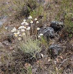 Leucochrysum albicans subsp. tricolor (Hoary Sunray) at Whitlam, ACT - 5 Nov 2024 by sangio7