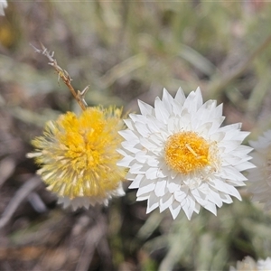 Leucochrysum albicans subsp. tricolor at Whitlam, ACT - 5 Nov 2024 11:36 AM