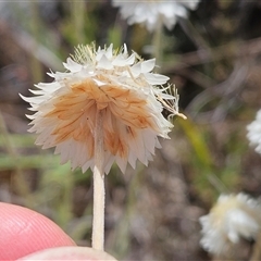 Leucochrysum albicans subsp. tricolor at Whitlam, ACT - 5 Nov 2024 11:36 AM