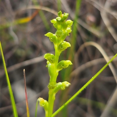 Microtis unifolia (Common Onion Orchid) at Captains Flat, NSW - 6 Nov 2024 by Csteele4