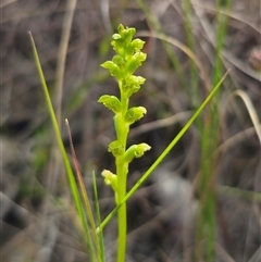 Microtis unifolia at Captains Flat, NSW - 6 Nov 2024