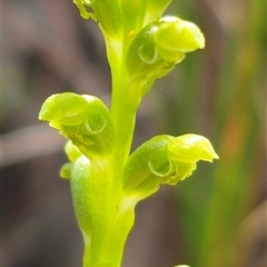 Microtis unifolia at Captains Flat, NSW - suppressed