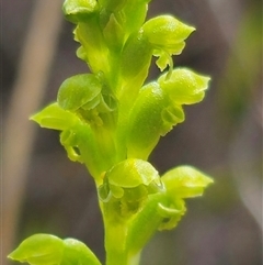 Microtis unifolia at Captains Flat, NSW - suppressed