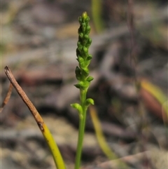 Microtis unifolia at Captains Flat, NSW - 6 Nov 2024