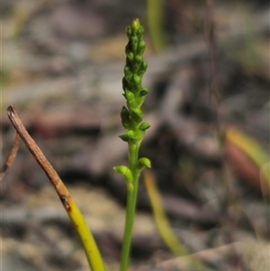 Microtis unifolia at Captains Flat, NSW - suppressed