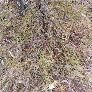 Bossiaea riparia at Cooma, NSW - 6 Nov 2024