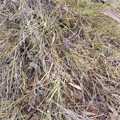 Bossiaea riparia at Cooma, NSW - 6 Nov 2024