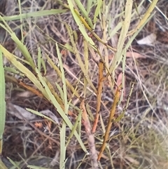 Bossiaea riparia at Cooma, NSW - 6 Nov 2024