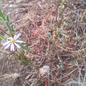 Vittadinia cuneata var. cuneata at Cooma, NSW - 6 Nov 2024