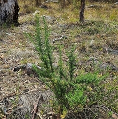 Cassinia aculeata subsp. aculeata (Dolly Bush, Common Cassinia, Dogwood) at Whitlam, ACT - 5 Nov 2024 by sangio7