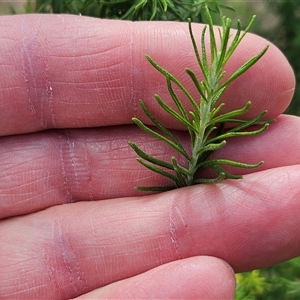 Cassinia aculeata subsp. aculeata at Whitlam, ACT - 5 Nov 2024