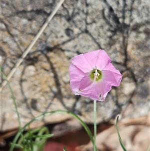 Convolvulus angustissimus subsp. angustissimus at Whitlam, ACT - 5 Nov 2024