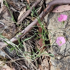 Convolvulus angustissimus subsp. angustissimus at Whitlam, ACT - 5 Nov 2024