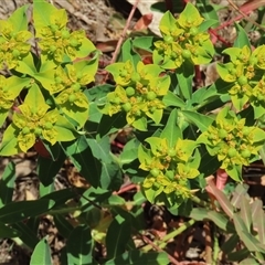 Euphorbia oblongata (Egg-leaf Spurge) at Garran, ACT - 3 Nov 2024 by AndyRoo