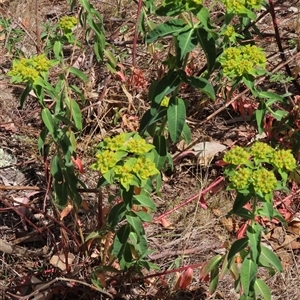 Euphorbia oblongata at Garran, ACT - 3 Nov 2024