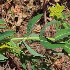 Euphorbia oblongata at Garran, ACT - 3 Nov 2024 02:15 PM