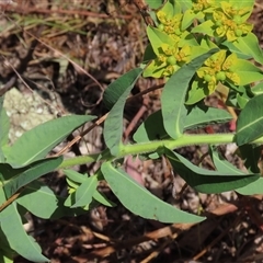 Euphorbia oblongata at Garran, ACT - 3 Nov 2024