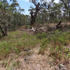 Euphorbia oblongata at Garran, ACT - 3 Nov 2024 02:15 PM