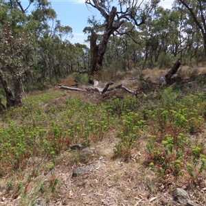 Euphorbia oblongata at Garran, ACT - 3 Nov 2024