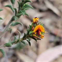 Pultenaea procumbens (Bush Pea) at Whitlam, ACT - 5 Nov 2024 by sangio7