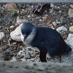 Eudyptula minor at Lillico, TAS - suppressed