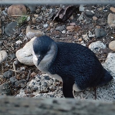 Eudyptula minor (Little Penguin) at Lillico, TAS - 5 Nov 2024 by LyndalT