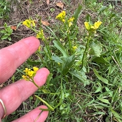 Barbarea verna (Wintercress, American Cress) at Kangaroo Valley, NSW - 6 Nov 2024 by lbradley