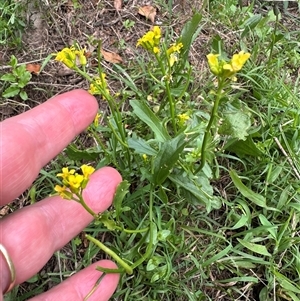 Barbarea verna at Kangaroo Valley, NSW - suppressed