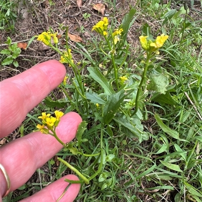 Barbarea verna (Wintercress, American Cress) at Kangaroo Valley, NSW - 6 Nov 2024 by lbradley