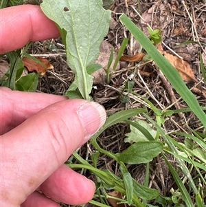 Barbarea verna at Kangaroo Valley, NSW - suppressed