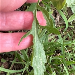 Barbarea verna at Kangaroo Valley, NSW - suppressed