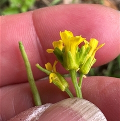 Barbarea verna at Kangaroo Valley, NSW - suppressed