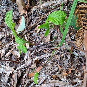 Rubus anglocandicans at Preston, TAS by LyndalT