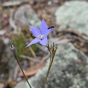 Wahlenbergia capillaris at Whitlam, ACT - 5 Nov 2024 12:09 PM