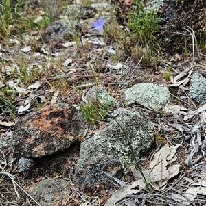 Wahlenbergia capillaris at Whitlam, ACT - 5 Nov 2024