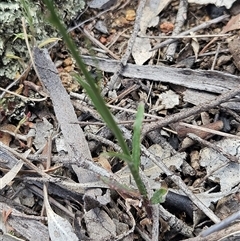 Wahlenbergia capillaris at Whitlam, ACT - 5 Nov 2024 12:09 PM