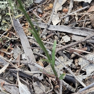 Wahlenbergia capillaris at Whitlam, ACT - 5 Nov 2024