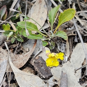 Goodenia hederacea subsp. hederacea at Whitlam, ACT - 5 Nov 2024